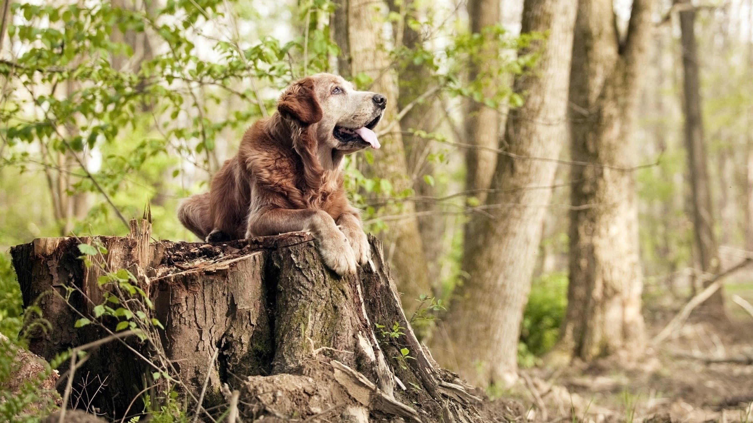 羽坛风云，马来西亚队震撼对决力克印度，石宇奇璀璨光芒惊艳全场