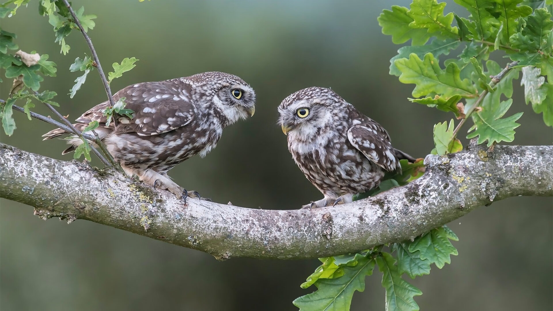 梅德韦杰夫的霸业,鏖战拉沃尔杯,统治年终总决赛