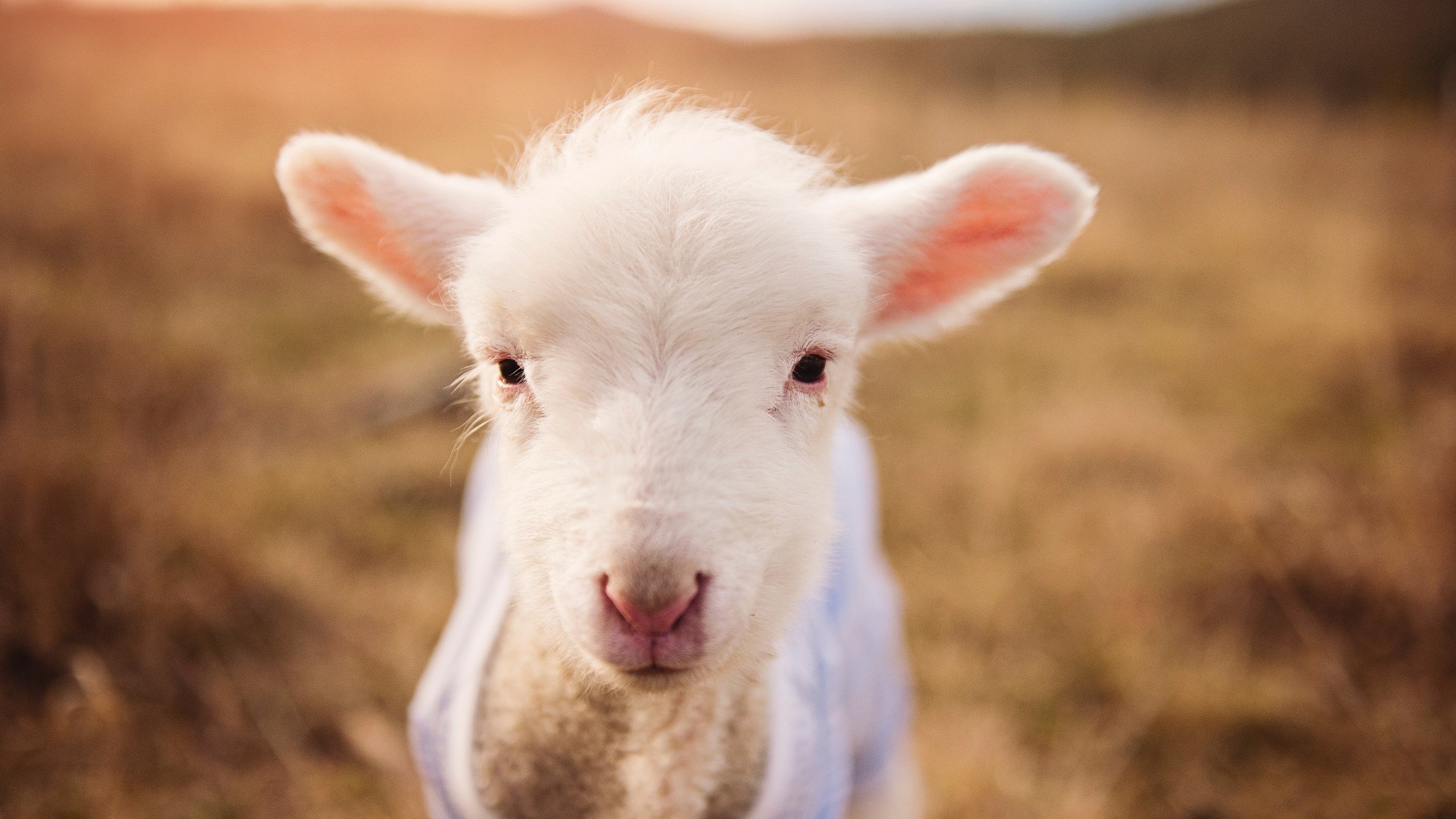 爱游戏官方入口-丹麦战马来西亚，亚洲风暴席卷安徒生故乡