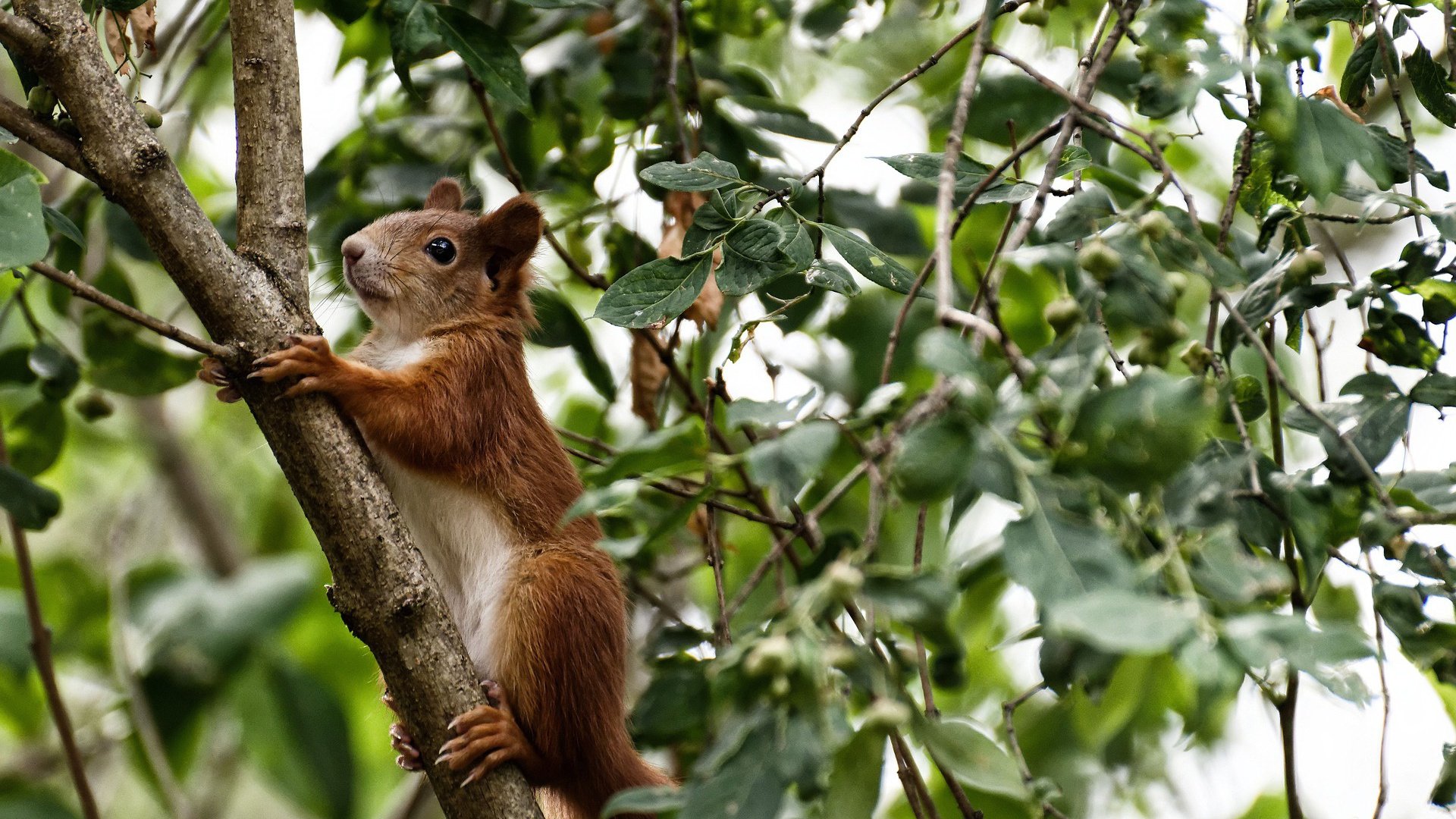 绝境之王撕裂之夜，孙铭徽最后八秒的利刃三分终结鹈鹕
