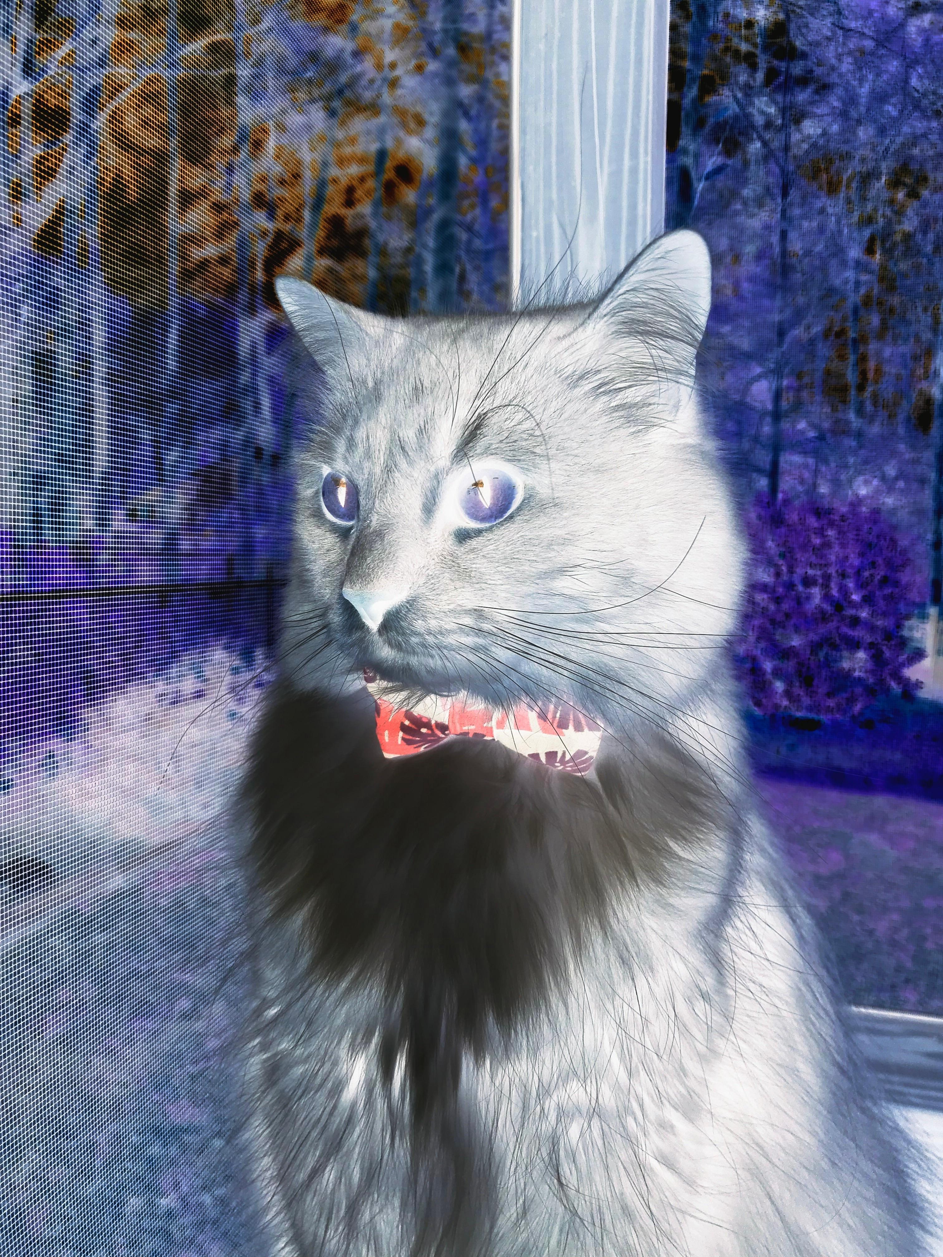 绝境之王撕裂之夜，孙铭徽最后八秒的利刃三分终结鹈鹕