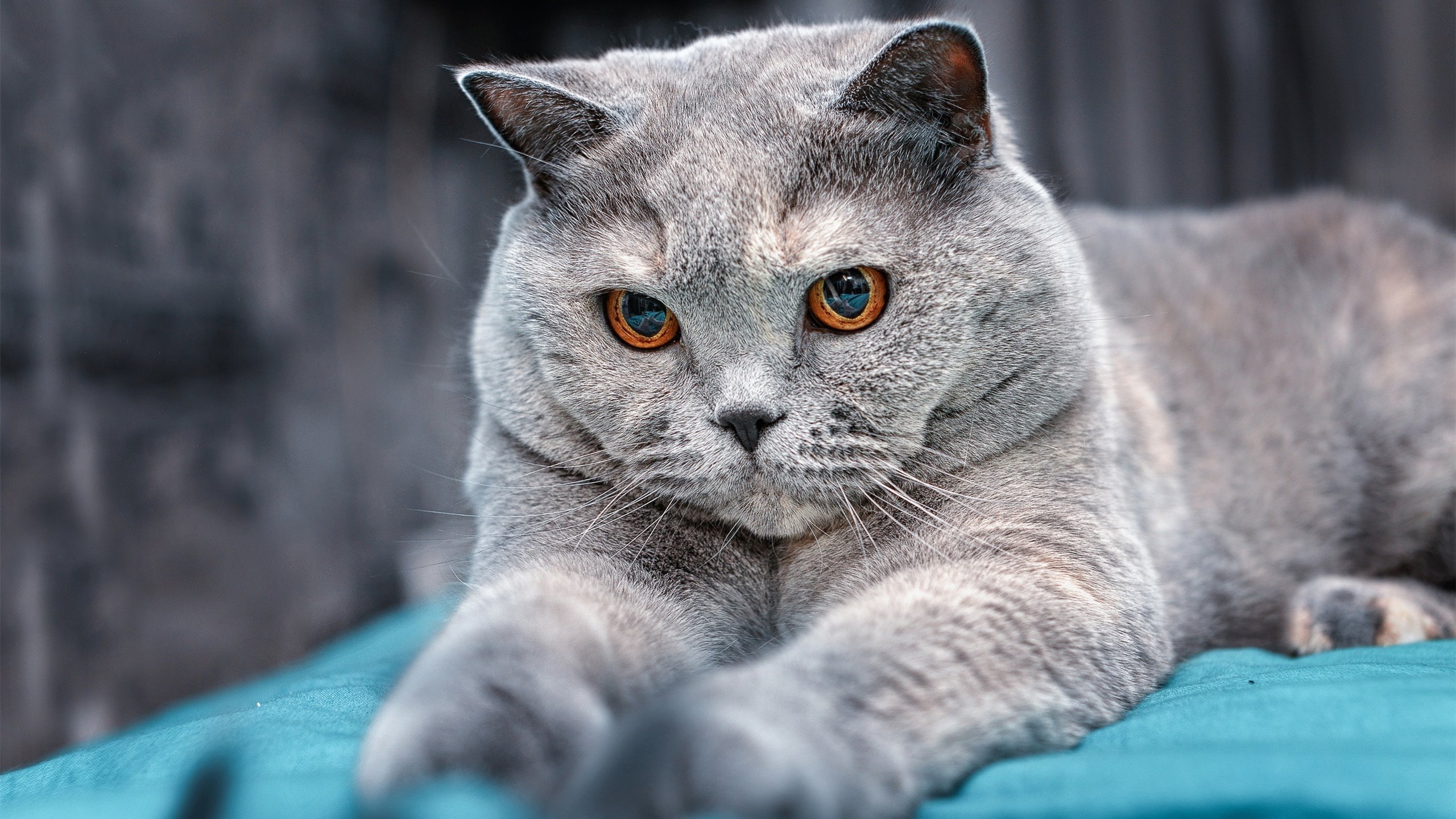 银河战舰碾碎高原雄鹰！加克波独造三球诠释何为关键先生