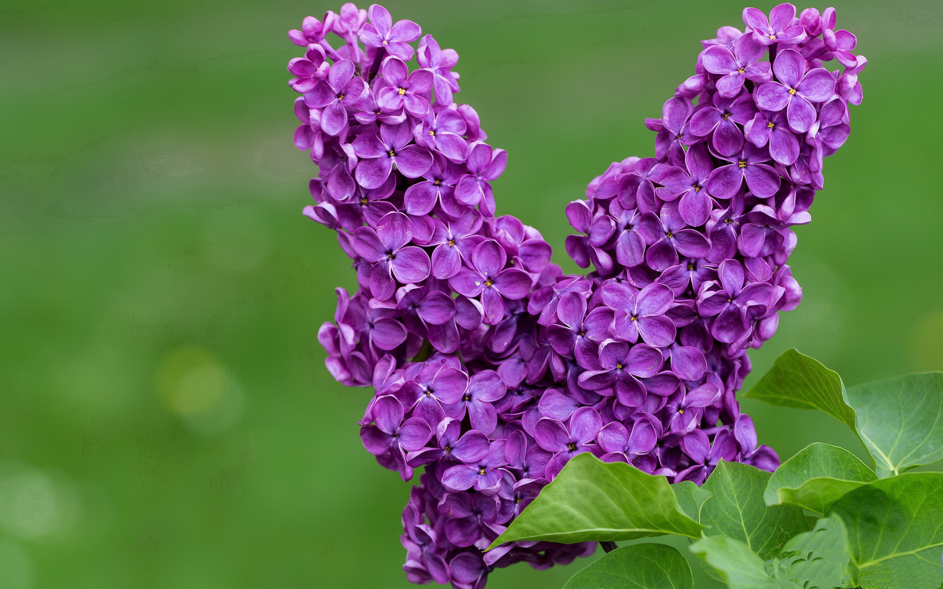 爱游戏官方-欧冠观察，罗德里戈压制级演出，莱比锡红牛火力全开碾压秘鲁劲旅