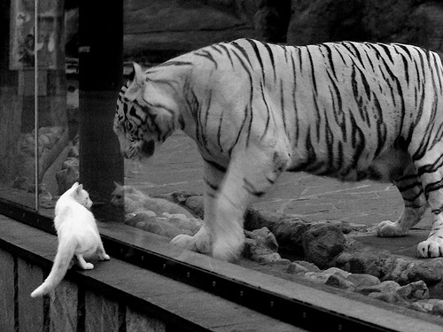 东契奇末节审判，当灰熊的利爪遇上火箭的熄火时刻