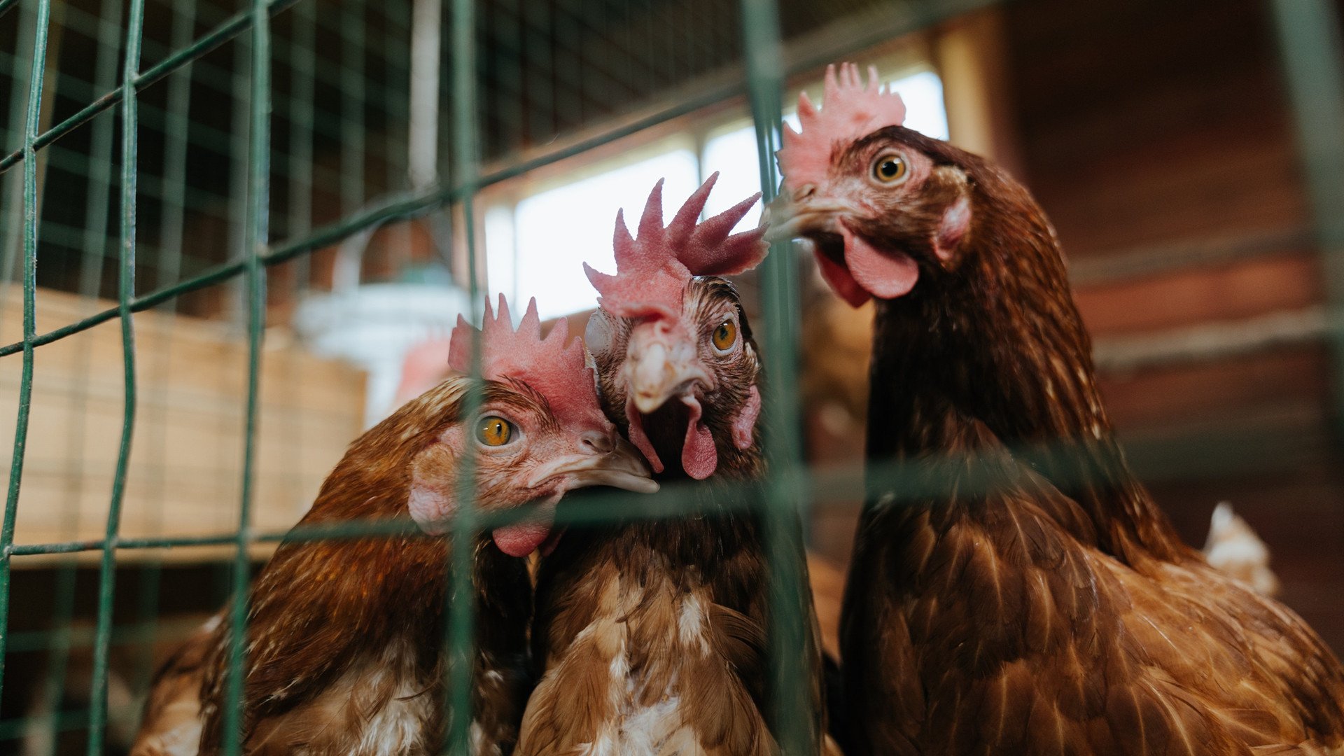 为奥运梦想而战,雄鹿击败奇才背后的关键博弈