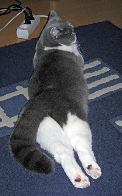 绿茵场旁的双重王冠，当东契奇遇见欧冠淘汰赛之夜