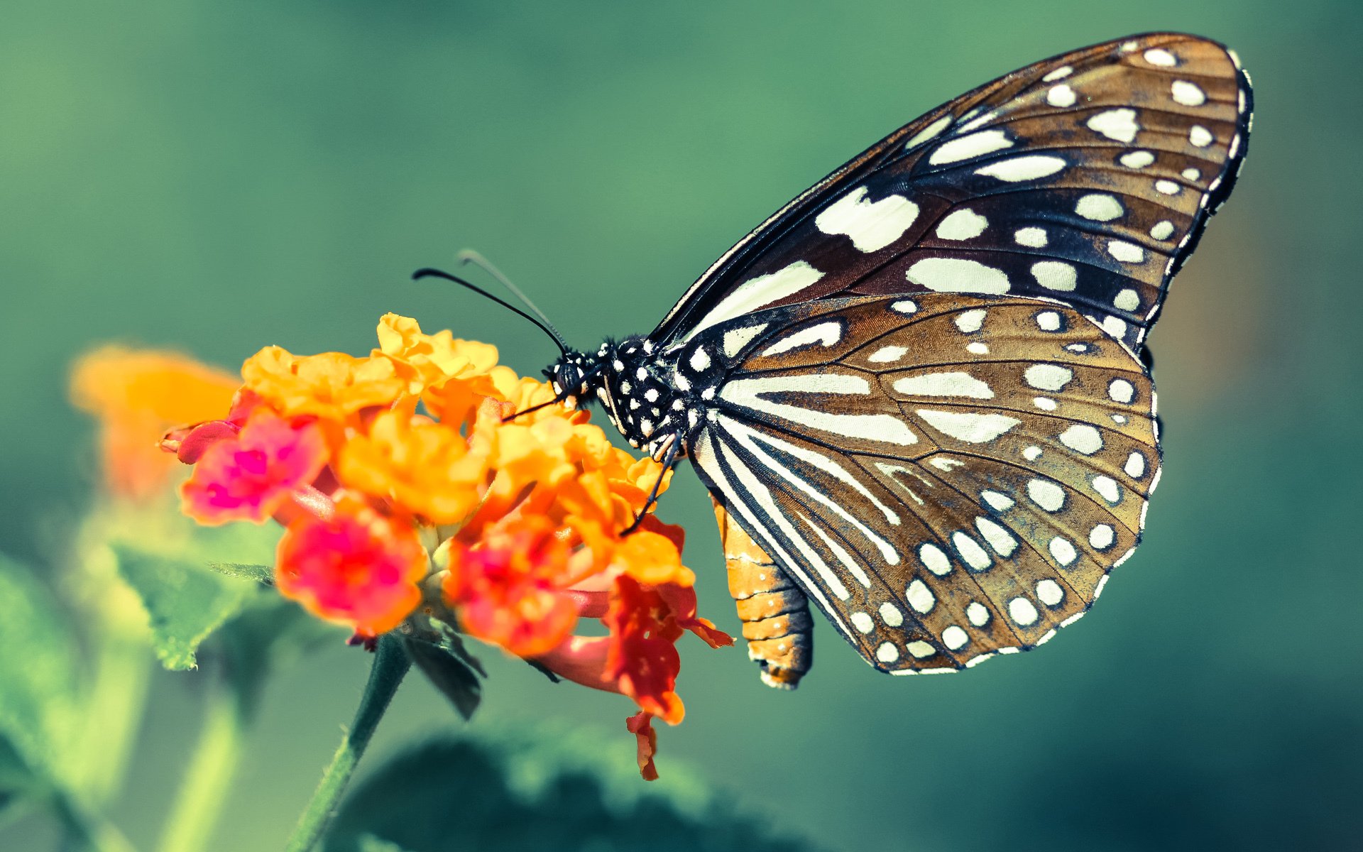 跨界友谊赛，毕尔巴鄂对阵埃及，莱万意外成为全场焦点