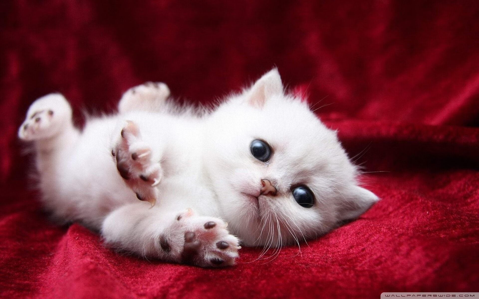 奥科吉变身奥纳纳，三分雨浇灭逆转星火