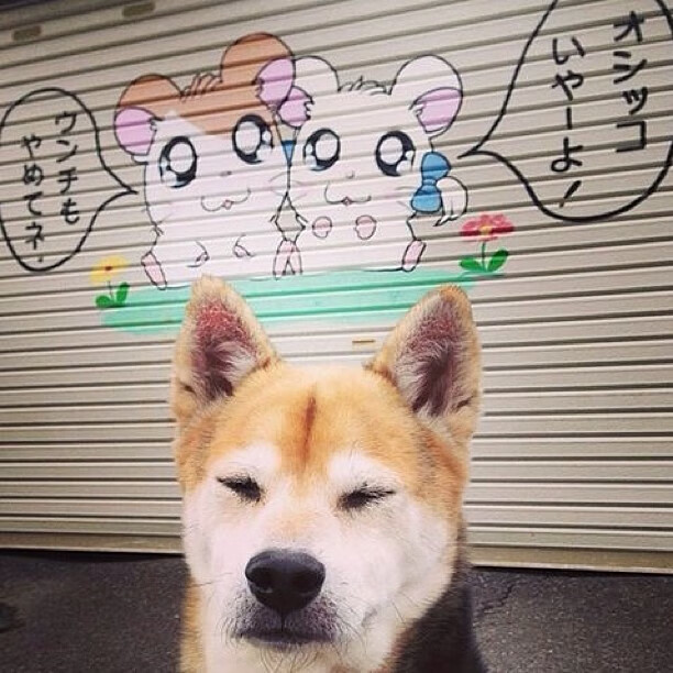 孤岛之盾，阿劳霍铸就的南半球铁壁，新西兰击溃摩洛哥的防守艺术