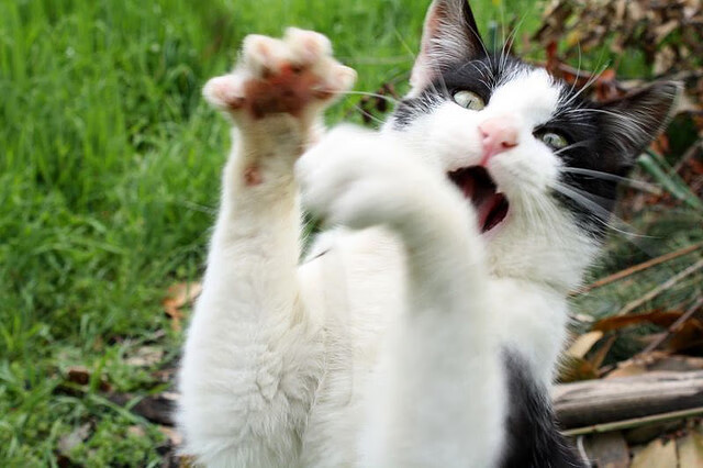 爱游戏官网-蓝黑焰火与黑白棋局，当劳塔罗点燃争冠烈焰，尤文已悄然合上悬念之书