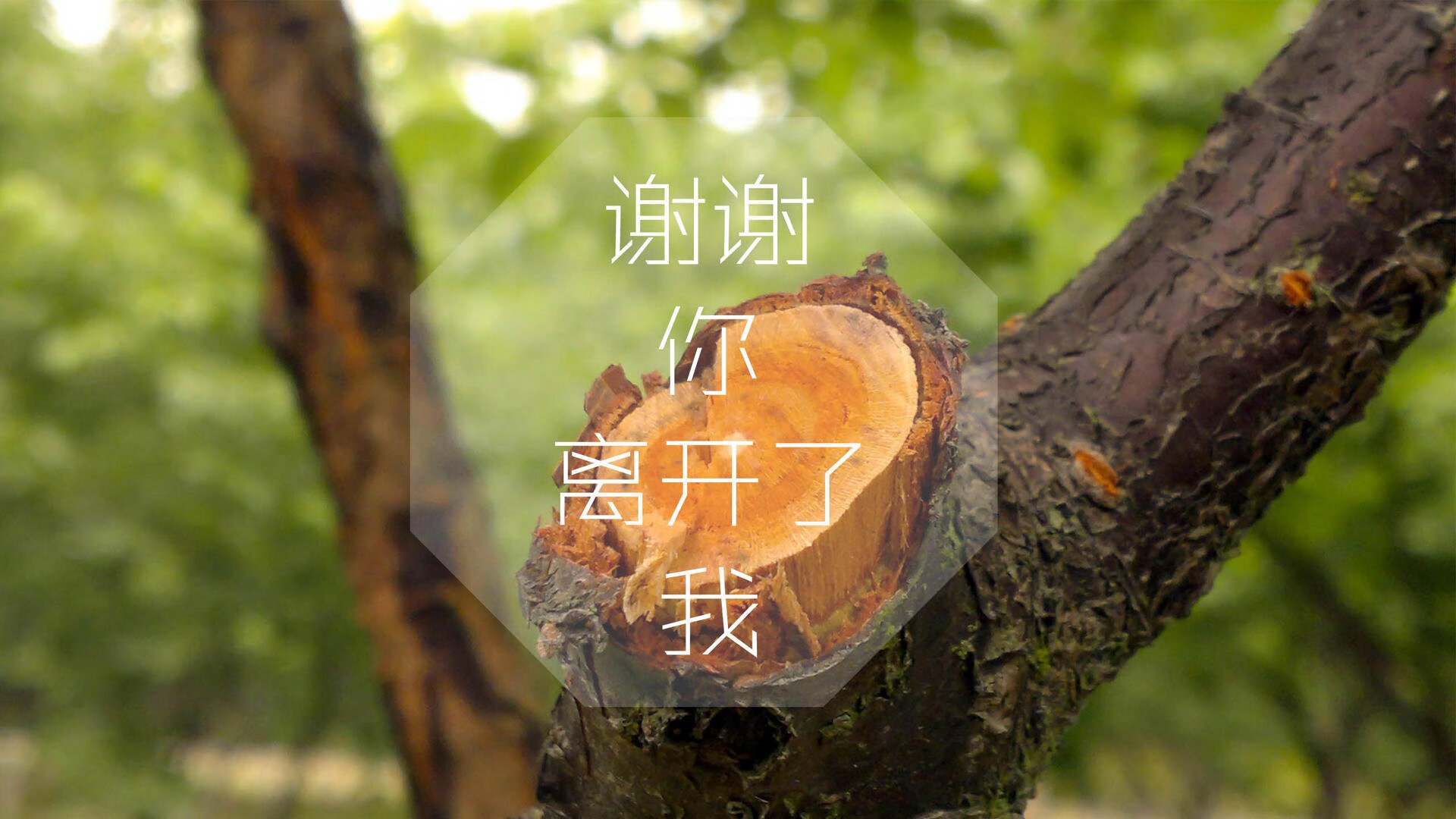 命运在脚弓的弧度里,2026世界杯B组,莱万多夫斯基的唯一之夜
