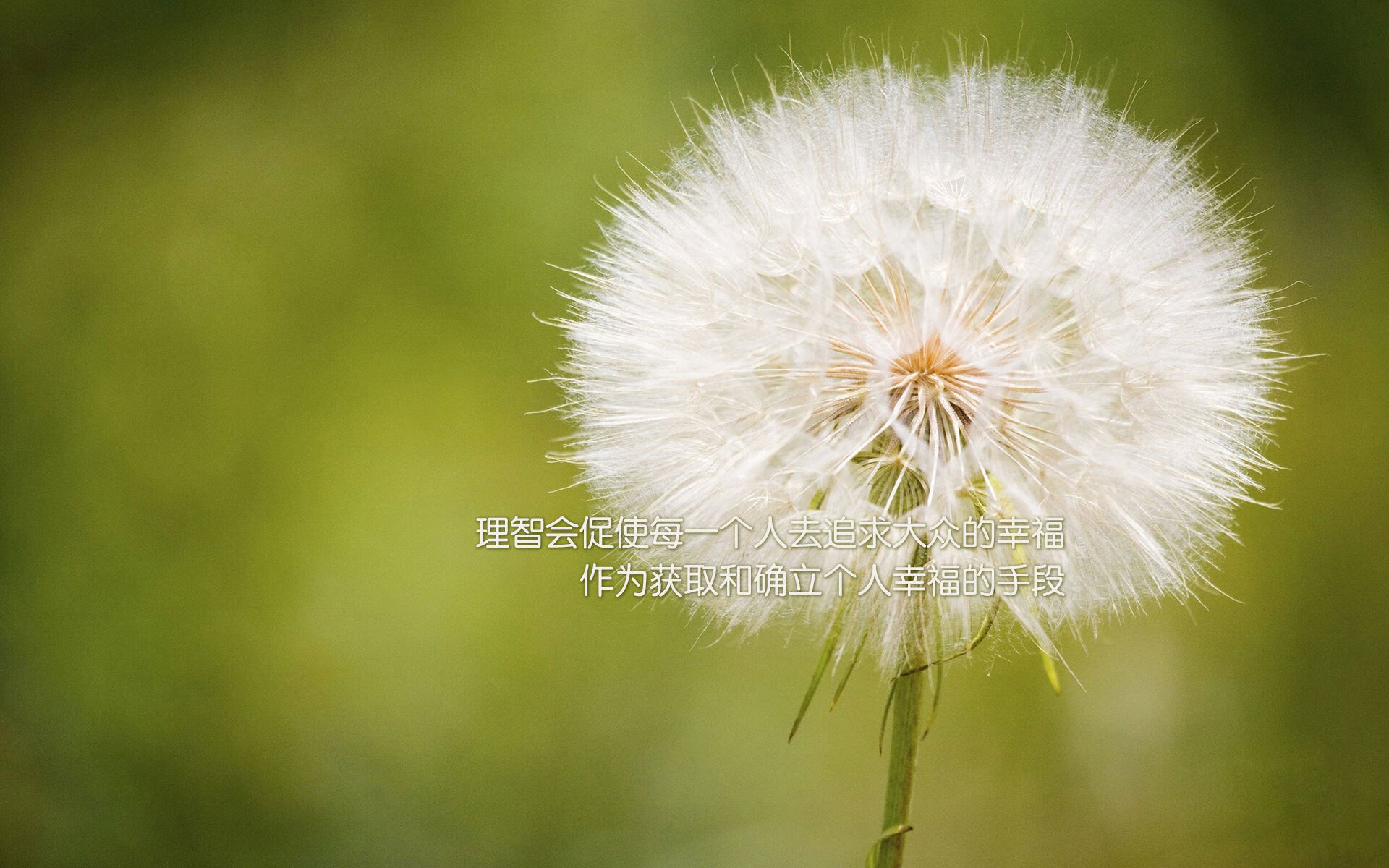 孤星耀世,2026世界杯生死战,哈兰德独舞碾碎比利时,墨西哥城见证新王加冕
